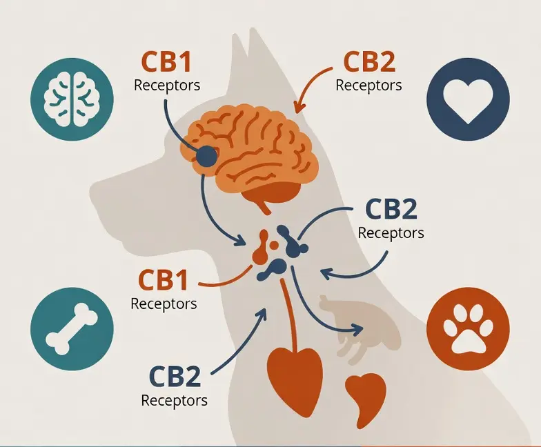 Schéma du système endocannabinoïde canin avec récepteurs CB1 et CB2